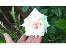 WP 20170709 10 31 00 Pro.jpg