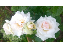 WP 20170721 09 08 51 Pro.jpg