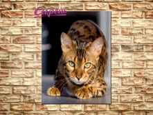 07869. ������� "����������� ���" 40*60