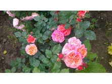 WP 20170721 09 14 54 Pro.jpg