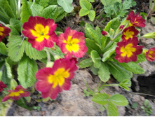 IMG 20170520 191333.jpg