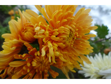 ��������� ���������� "����� ����� "