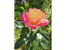 IMG 20170719 092952.jpg