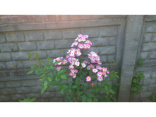 WP 20170820 09 47 08 Pro  highres.jpg