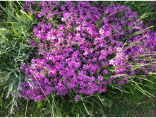 ����� ���������� ���������