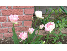 WP 20170527 09 45 13 Pro.jpg