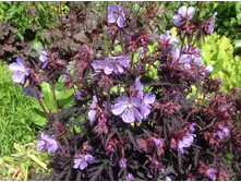 ������ ���� ������