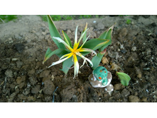 WP 20170527 09 51 36 Pro.jpg