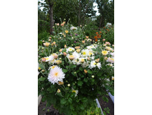 ��������� ���������� " �������� ������������� "