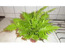 ������� ������� ����