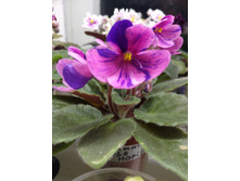 Optimara Little Hopi II. ����������� Holtkamp