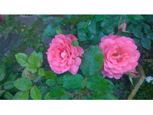 WP 20170721 09 12 40 Pro.jpg