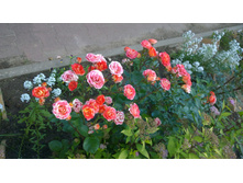 WP 20170806 16 20 12 Pro.jpg