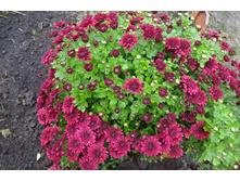 ����  ������ 4-5 �� ������ 40 �� �������� ������ - ��������