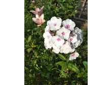 IMG 20170730 165338.jpg