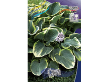 ����(�����-�)+18�(No1)