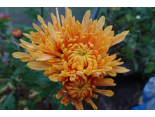 ���������� ��������� "�������"