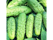 ������ �������� F1 18,00