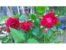 WP 20170709 12 42 44 Pro.jpg