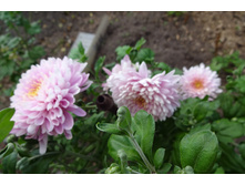 ��������� ���������� "������"