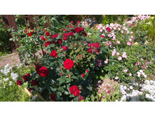 WP 20170804 09 35 47 Pro.jpg