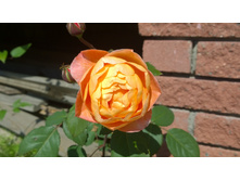 WP 20170713 09 33 55 Pro.jpg