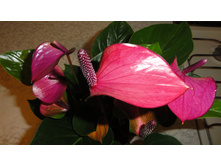 �������� "Cirano"