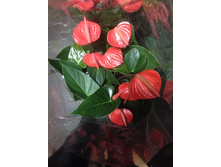 �������� �ure �range