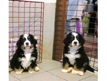 ��� ����� 43 ���