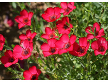 ��� ������� ��������������� �������. 0,2� �� 6,50���. [���.��000010654]