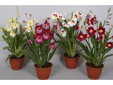 ��������� ����