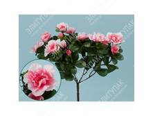 ������ 25 �� 1 �� (�������-�������) 323 227�.jpg