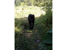 IMG 20170812 130105.jpg