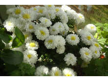 ���� ����� ������3-4 �� .������ 35-40 �������� ������ ��������