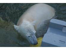 ��������, ���� ���