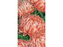 ����� ����������� �������� 0,3� ��� ��� �� 7,50 ���.[���.��000005210]