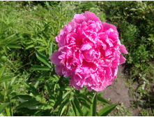 ���� ����� �������