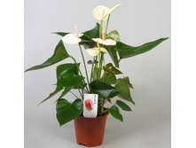 �������� ���� ���� ( Sumi White) - 700- 750 ���.