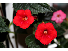 Sadistic Love.jpg - 200 ���.jpg