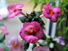 Princess of Windsor.jpg - 80 ���.