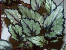 ������� ����������� �����