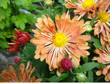 �������  ������� ������ 6-7 �� ������ 35-40 �� �������� � ����� ���� . ������ ������ � ������