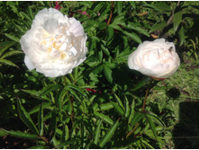 ����� �����