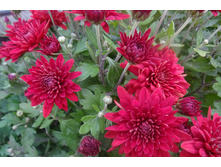 ��� ���  ������� ������ 4-5 �� ������ 40 �� �������� ��������