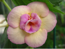 �������� Tropical Dusk.jpg