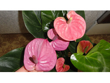 �������� ����� Cavalli purple