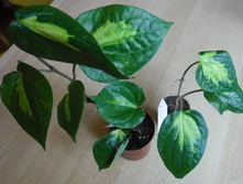 ����� ������������������  ����� ��� (Piper methisticum var wichmannii cv Bright Eyes)- ������ �������� �������� ..