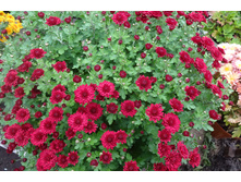 Cheri Red  ������ 4 �� ������ 40�� �������� ��������