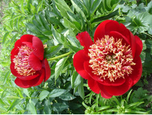 ������ ����