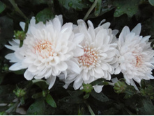 ��������� ����.jpg